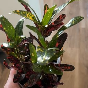 Photo of the plant species Bush on Fire Croton by @PrincelyPhalsa named Tolkien on Greg, the plant care app