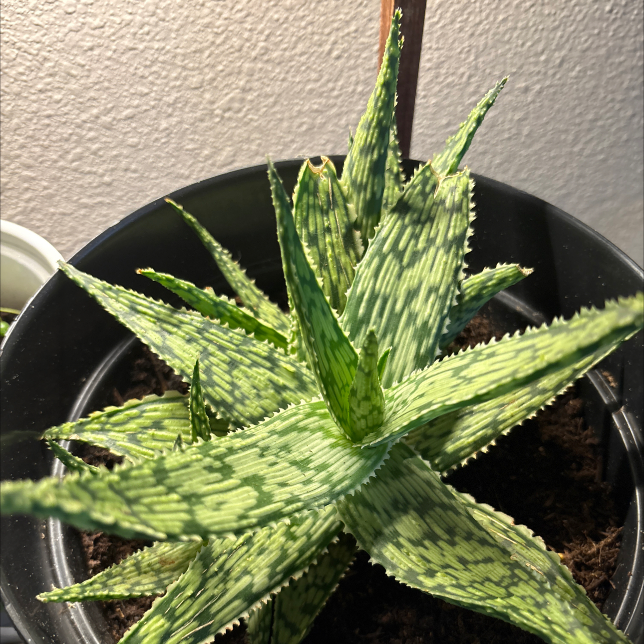 Photo of the plant species Aloe 'Mauna Kea' by @PrincelyPhalsa named Sol on Greg, the plant care app