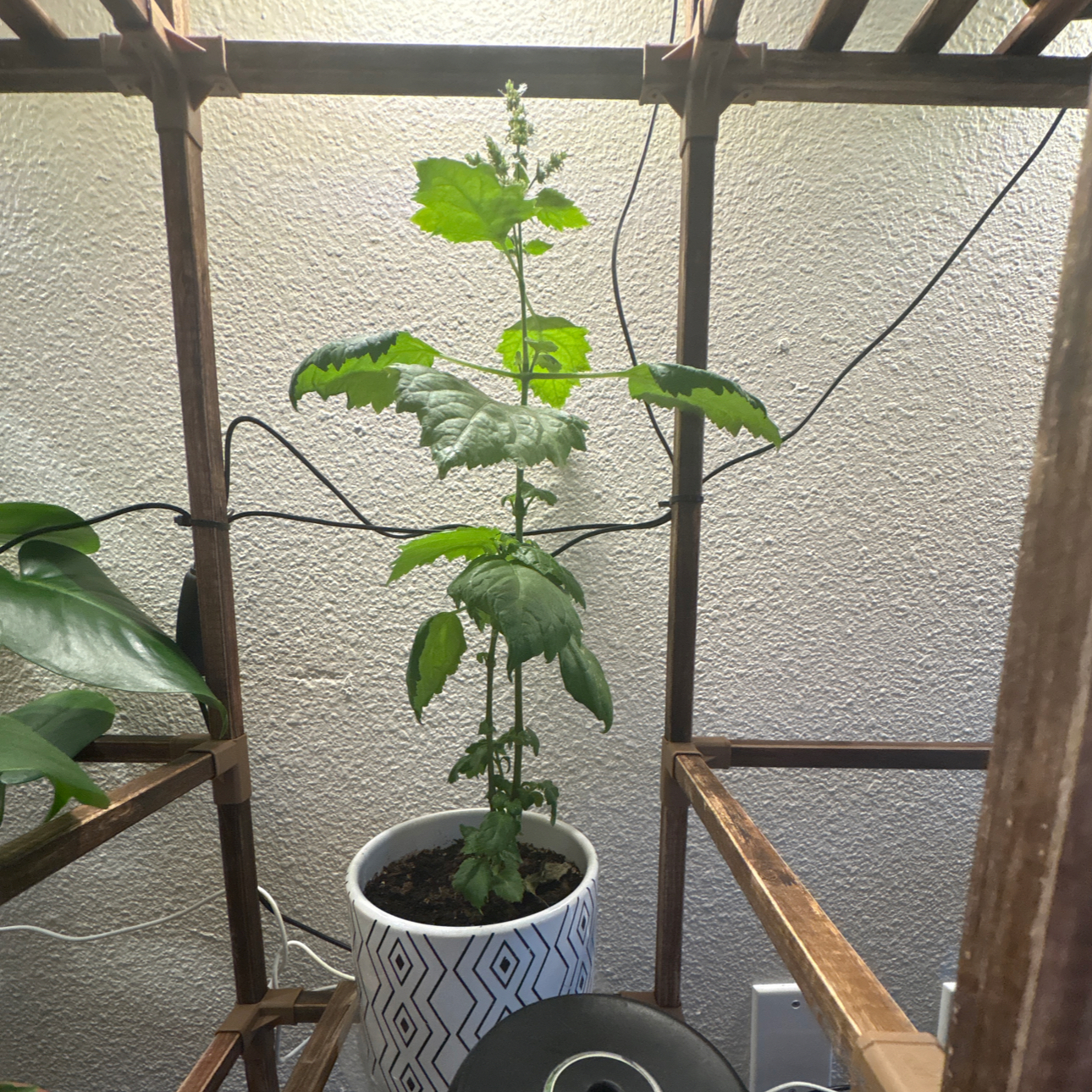 Photo of the plant species Patchouli by @PrincelyPhalsa named Baesil on Greg, the plant care app