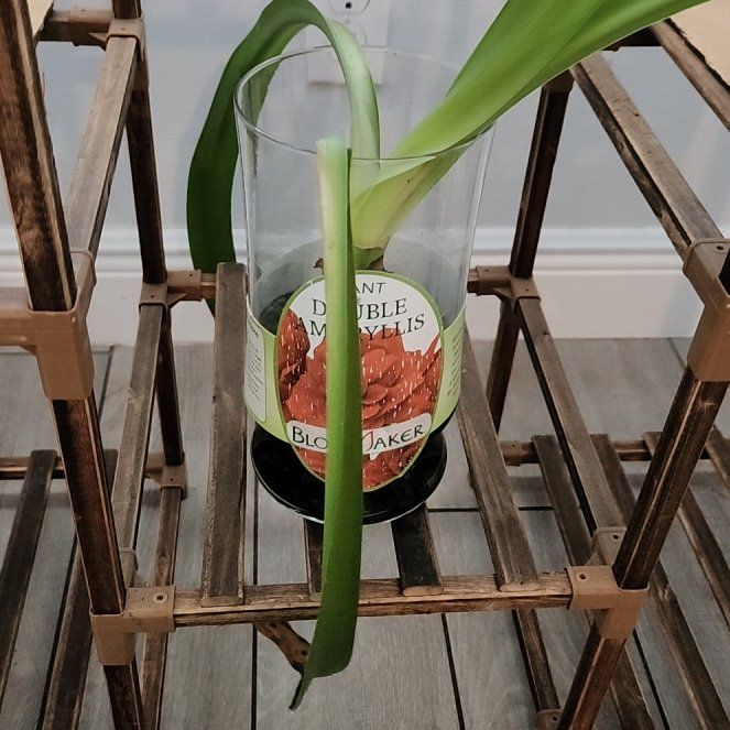 Photo of the plant species Minerva Amaryllis by @SuperSan223 named Minerva on Greg, the plant care app