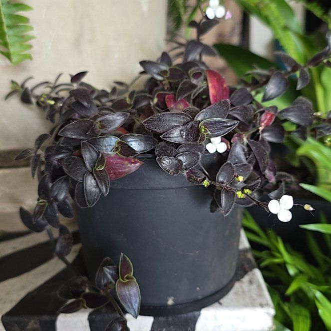 Photo of the plant species Tradescantia 'Jose Puig' by @ColossalSedum named Sproutacus on Greg, the plant care app