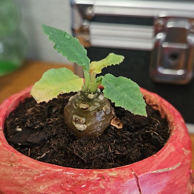 Photo of the plant species Dorstenia foetida ssp. lancifolia by @PiousPoataniwha named Tupot amaroot on Greg, the plant care app