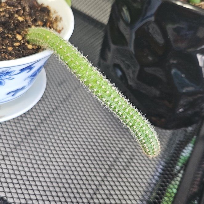 Photo of the plant species Monkey Tail by @PiousPoataniwha named Athena on Greg, the plant care app