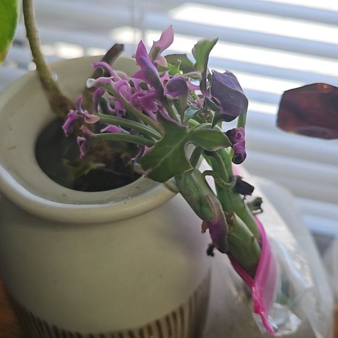 Photo of the plant species Variegated Candle Plant by @PiousPoataniwha named ChloroPhil on Greg, the plant care app