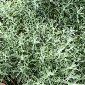 Photo of the plant species Snow-in-Summer by @PoshPepper21 named Zion on Greg, the plant care app