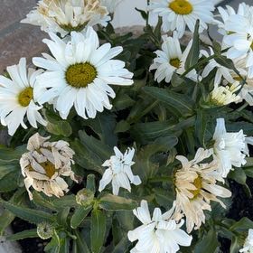 Photo of the plant species Max Chrysanthemum by @ShrewdHappyleaf named Doja Cat on Greg, the plant care app