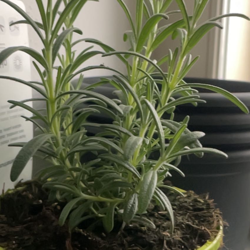 Photo of the plant species rosemary by @ProSmellfox79 named Captain Plant-it on Greg, the plant care app