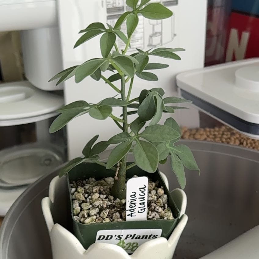 Photo of the plant species Elephant's Foot by @altnguyen named Forrest on Greg, the plant care app