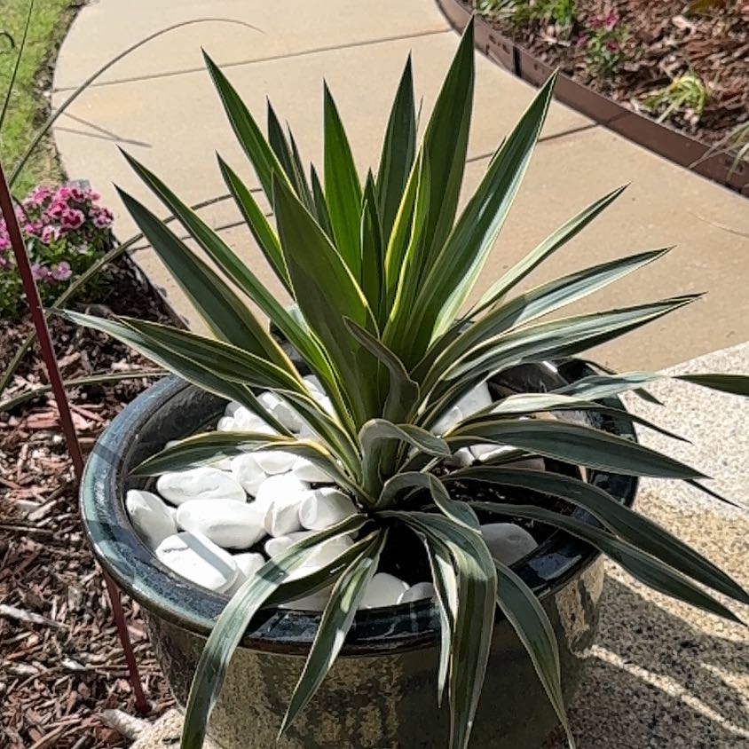 Photo of the plant species Succulent by @SterlingMahoe named Surya on Greg, the plant care app