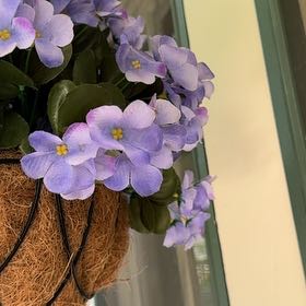 Photo of the plant species Bengal Clockvine by @ValidCaleypea12 named Kendall on Greg, the plant care app
