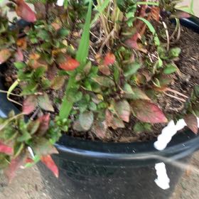 Photo of the plant species Pinkhead Smartweed by @FitRedfir70 named Osmo on Greg, the plant care app