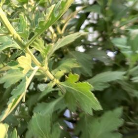 Photo of the plant species Coulter's Matilija Poppy by @FitRedfir70 named Elle on Greg, the plant care app
