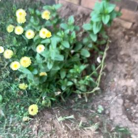 Photo of the plant species White Buttercup by @FitRedfir70 named Gaga on Greg, the plant care app