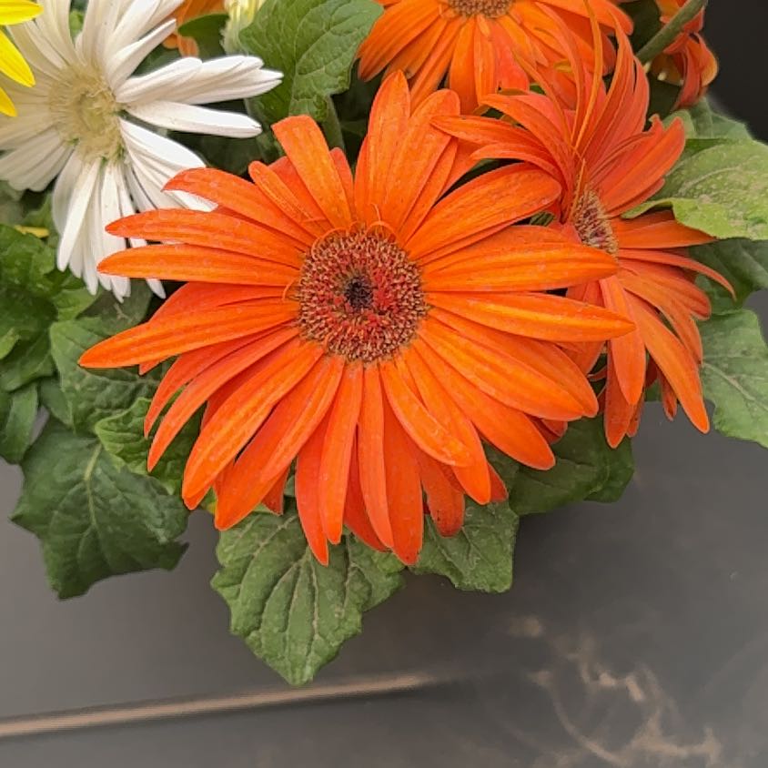 Photo of the plant species Gerbera Daisy by @ModelBacchus60 named Natasha on Greg, the plant care app
