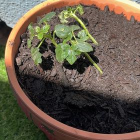Photo of the plant species Albion Strawberry by @ModelBacchus60 named Peni on Greg, the plant care app