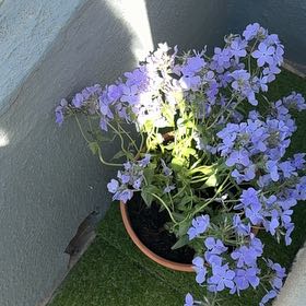 Plant care for Eveningsnow on Greg, the plant care app