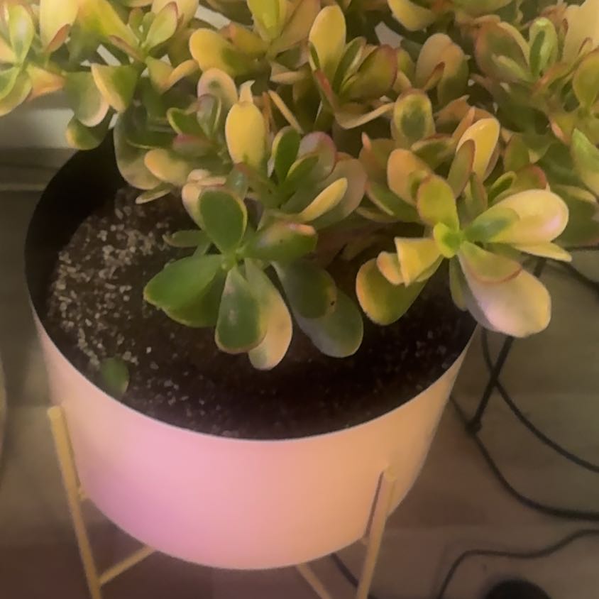 Photo of the plant species Jade Plant by @PapisPlantProps named Fernie Mac on Greg, the plant care app