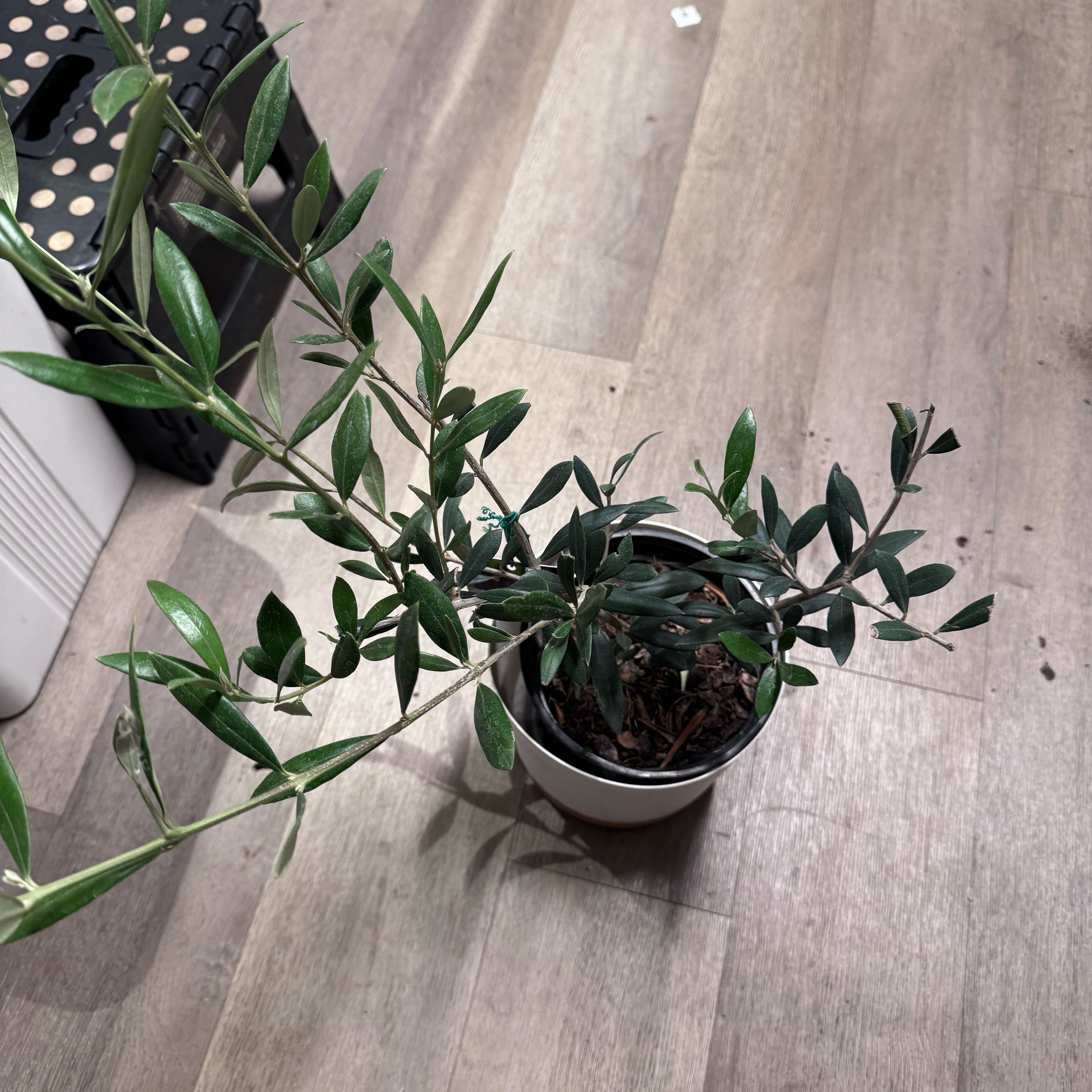 Photo of the plant species Olive Arbeiquina by @PapisPlantProps named Rainier on Greg, the plant care app