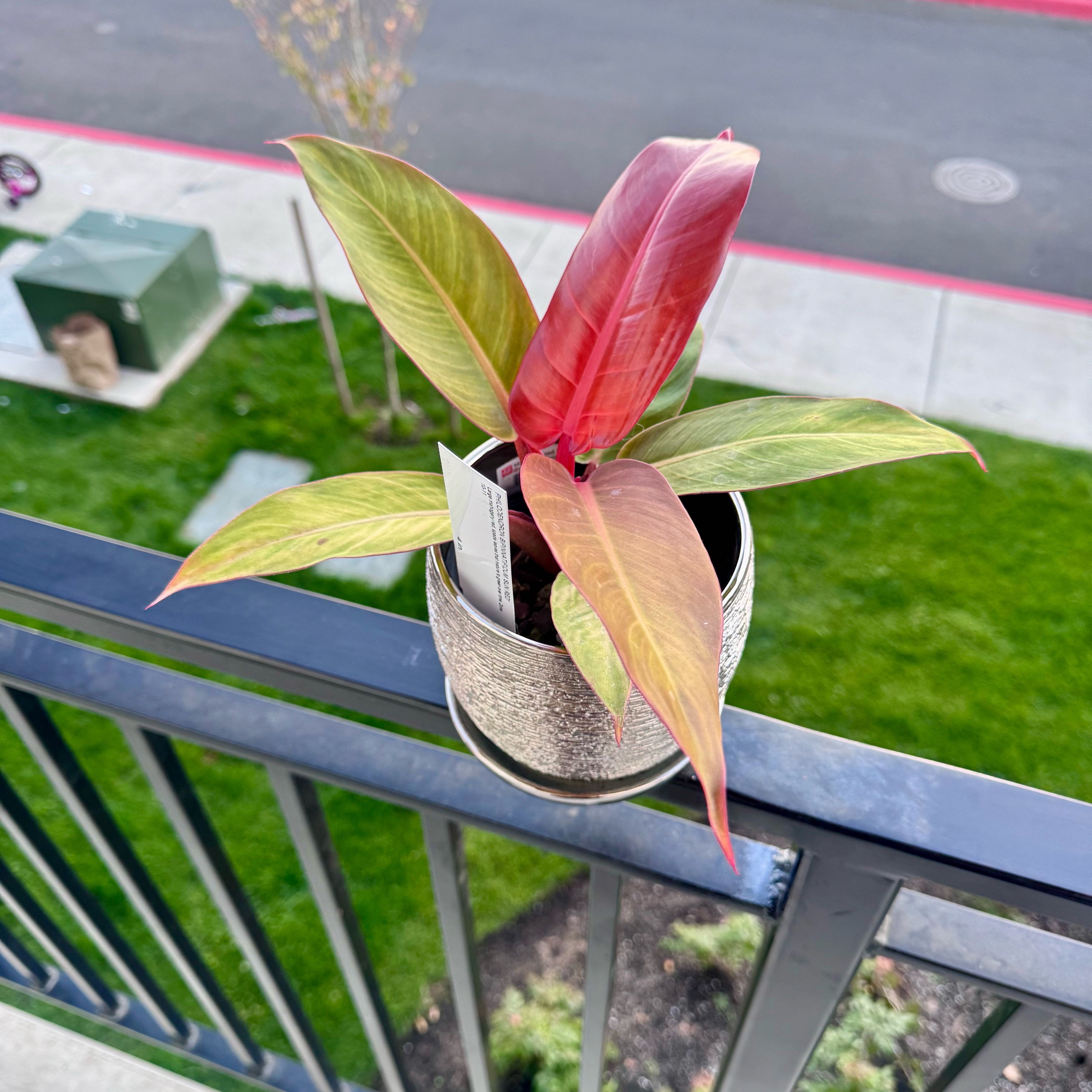 Photo of the plant species Philodendron Prince of Red by @PapisPlantProps named Royce on Greg, the plant care app