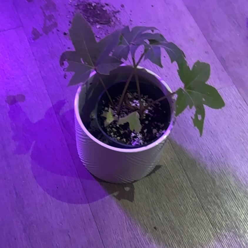 Photo of the plant species Chinese Rice-Paper Plant by @PapisPlantProps named Duke on Greg, the plant care app