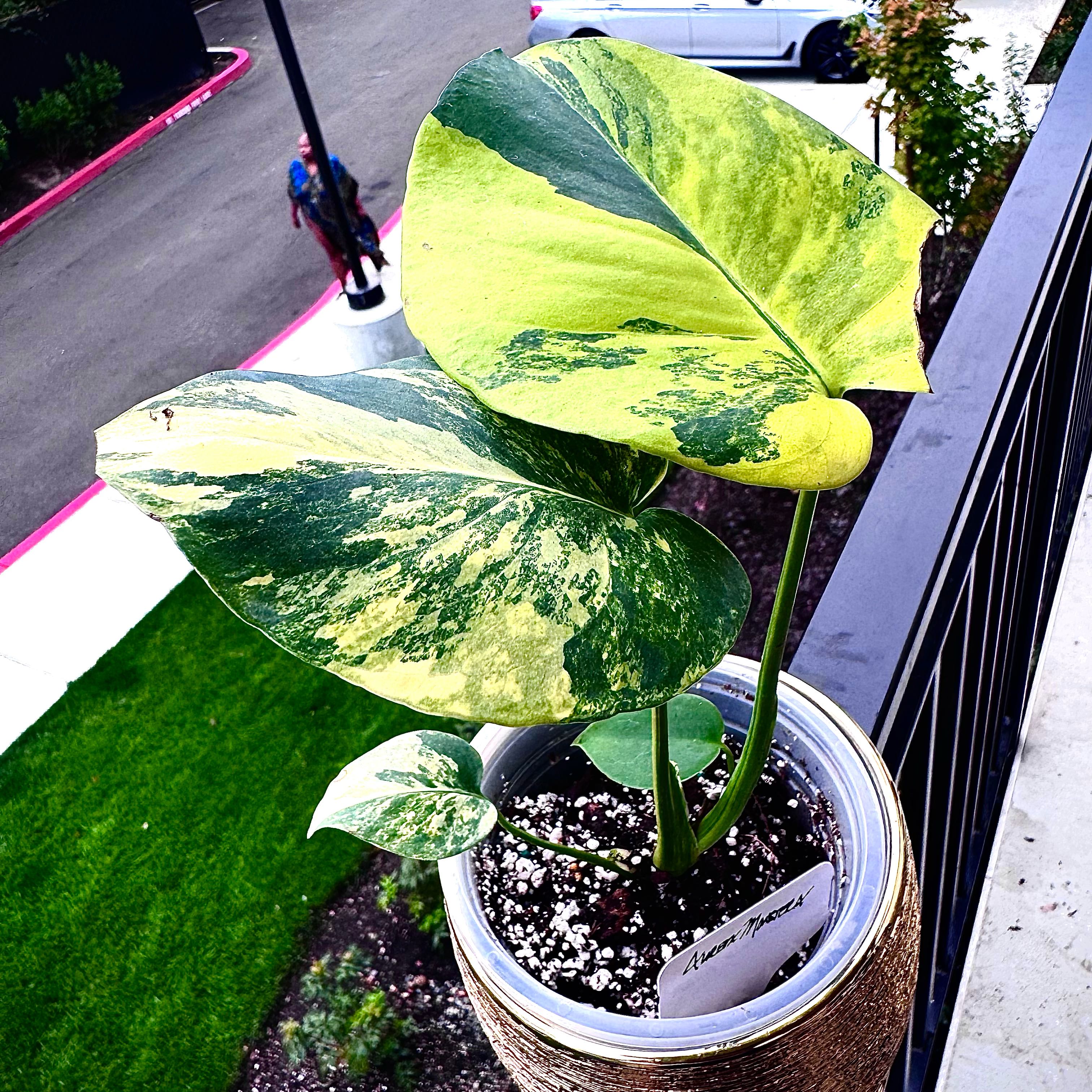 Photo of the plant species Monstera 'Aurea Marmorata' by @PapisPlantProps named Arelys on Greg, the plant care app