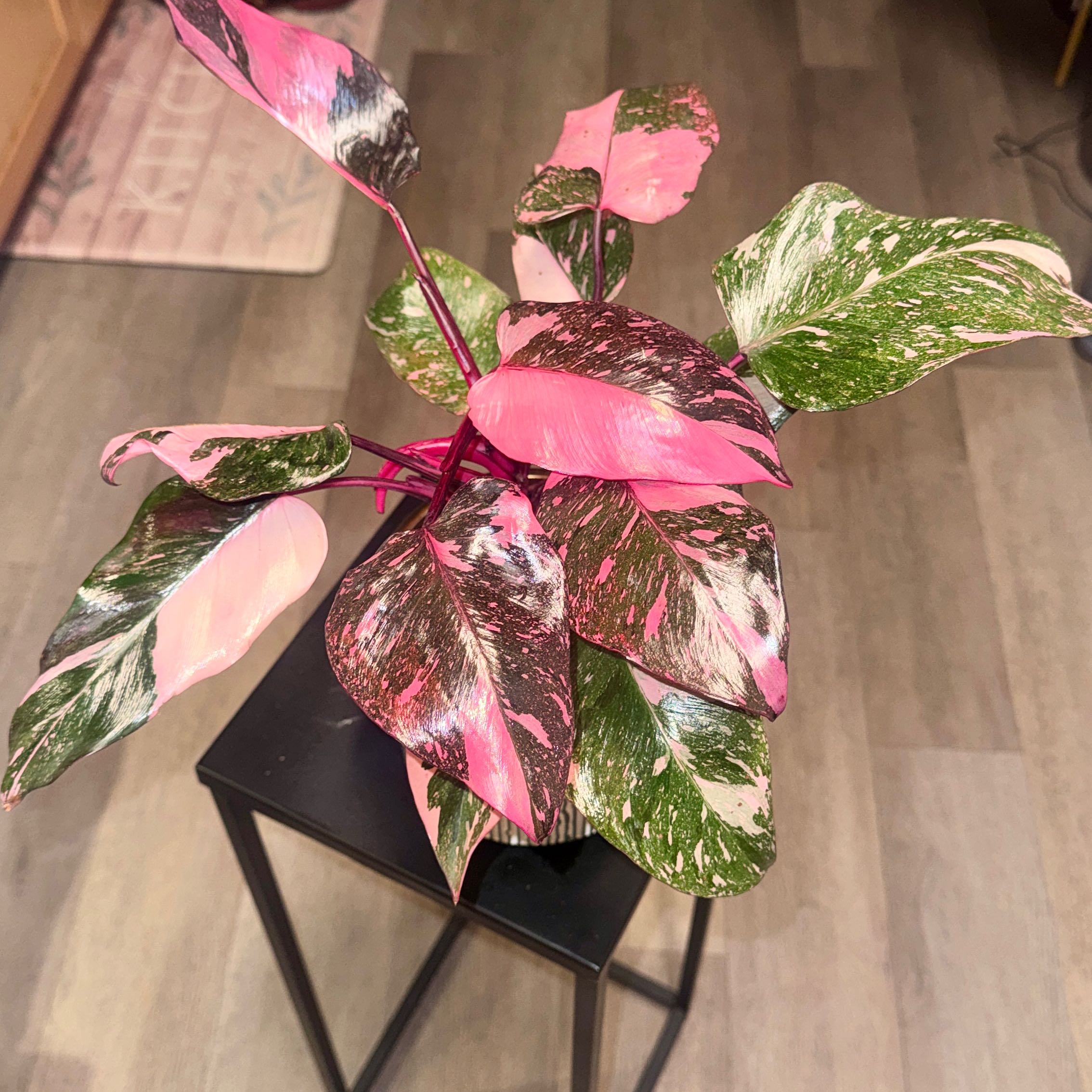 Photo of the plant species Philodendron 'Pink Princess Marble' by @PapisPlantProps named Shoanie on Greg, the plant care app