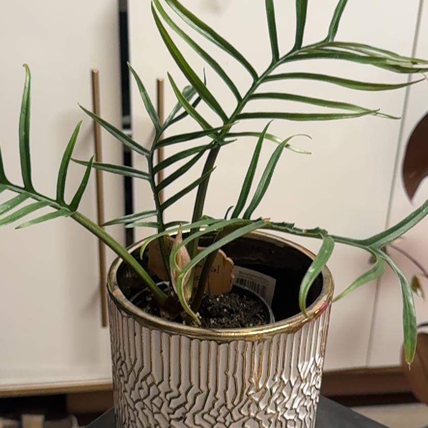 Photo of the plant species Philodendron tortum by @PapisPlantProps named Torta on Greg, the plant care app
