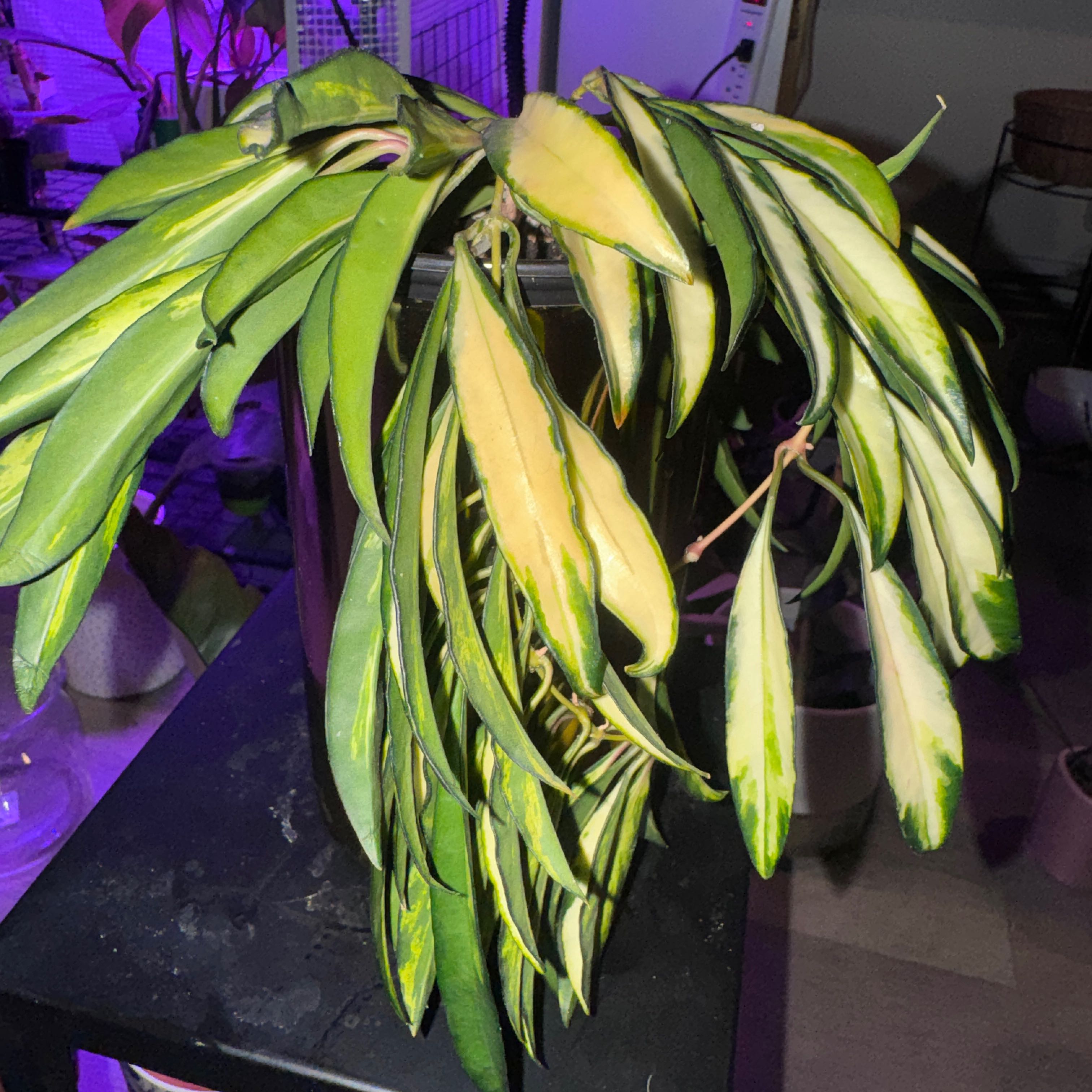 Photo of the plant species variegated hoya wayetii by @PapisPlantProps named Yeti on Greg, the plant care app