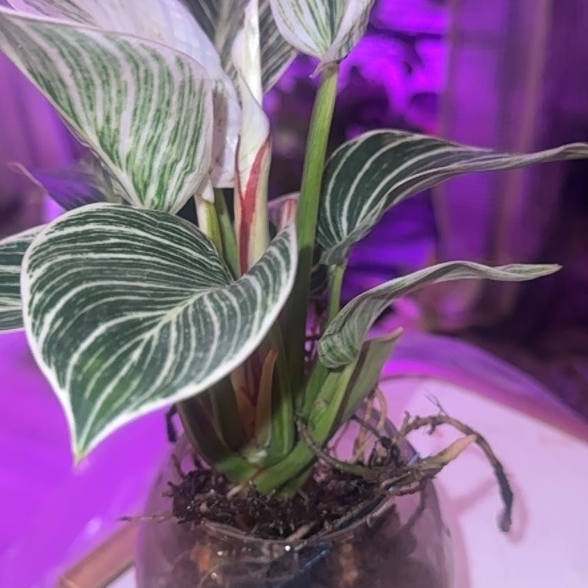 Photo of the plant species Philodendron 'White Measure' by @PapisPlantProps named Co Co on Greg, the plant care app
