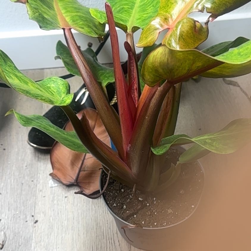 Photo of the plant species Orange Marmalade Philodendron by @PapisPlantProps named Lady on Greg, the plant care app
