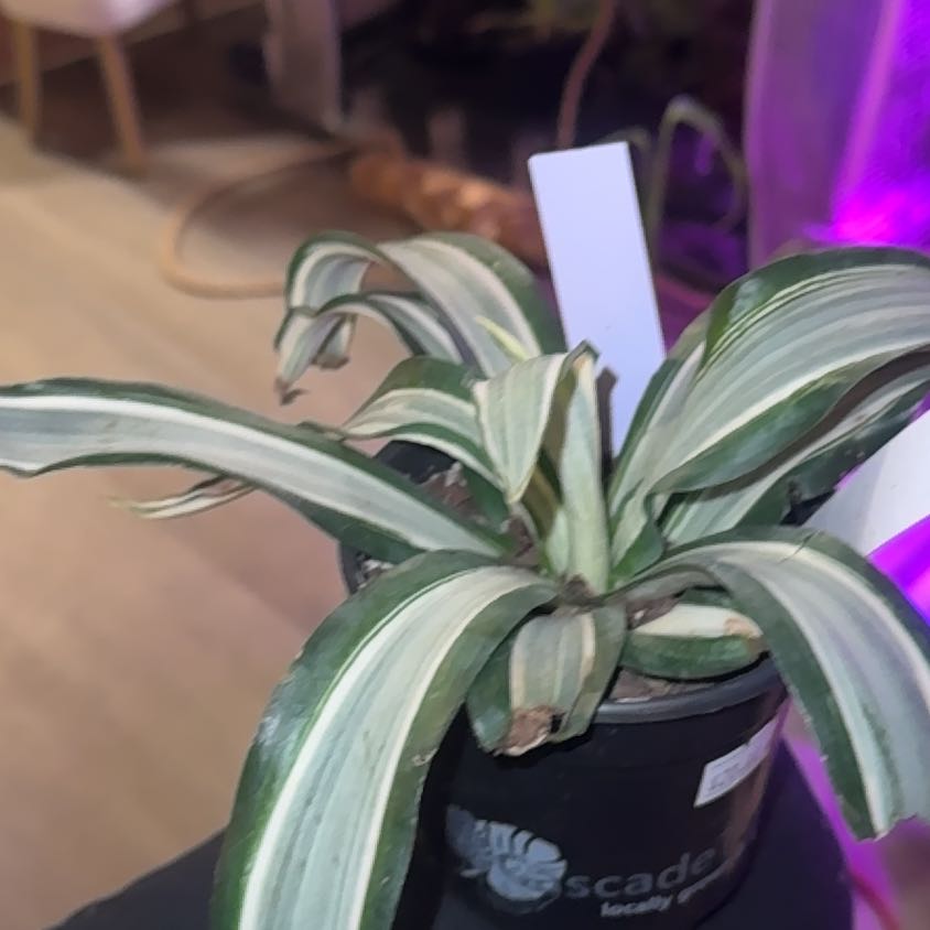 Photo of the plant species Agave desmetiana 'Variegata' by @PapisPlantProps named Quilla on Greg, the plant care app