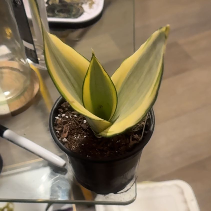 Photo of the plant species Ghost Snake Plant by @PapisPlantProps named Rubia on Greg, the plant care app
