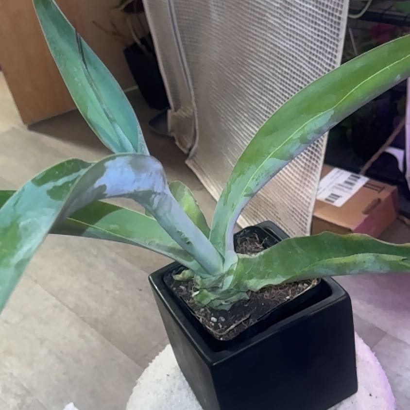 Photo of the plant species Octopus Agave by @PapisPlantProps named Ursula on Greg, the plant care app