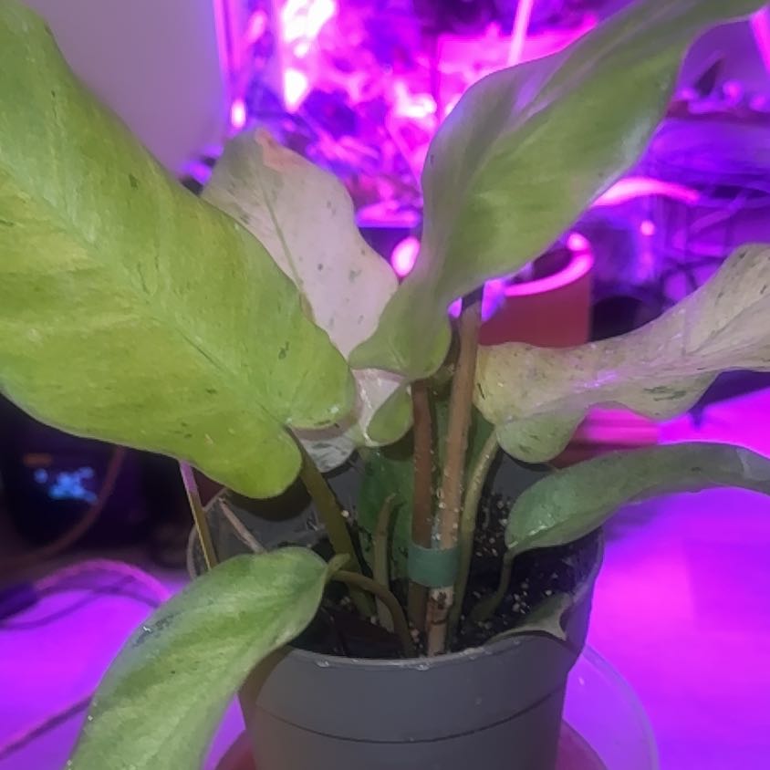 Photo of the plant species Snowdrift by @PapisPlantProps named Snowflake on Greg, the plant care app