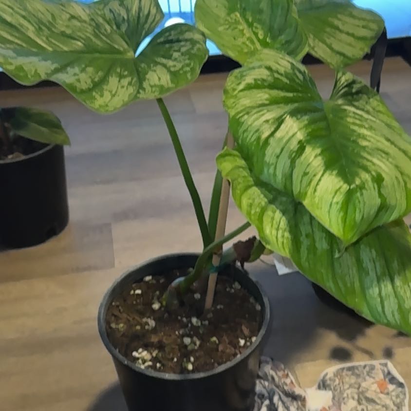 Photo of the plant species Philodendron 'Silver Cloud' by @PapisPlantProps named Lavender on Greg, the plant care app