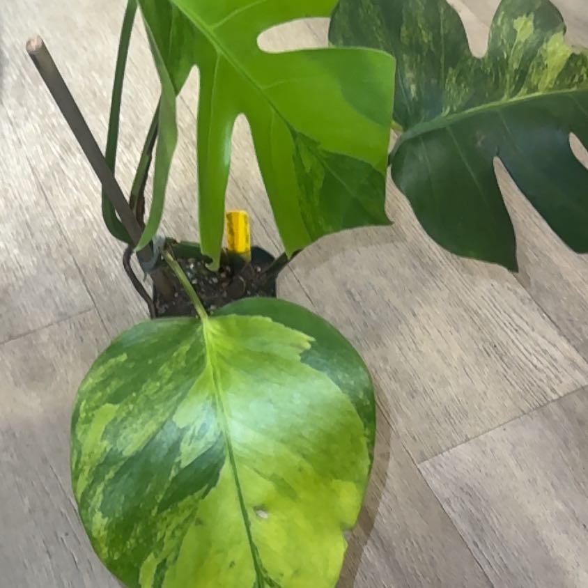 Photo of the plant species yellow variegated monstera by @PapisPlantProps named Chartreuse on Greg, the plant care app