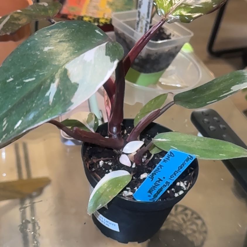 Photo of the plant species Philodendron 'Red Anderson' by @PapisPlantProps named Aloysius on Greg, the plant care app