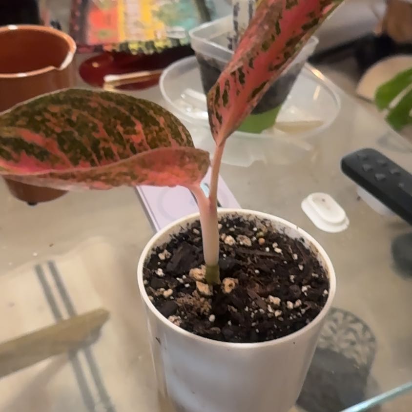 Photo of the plant species Aglaonema 'Red Legacy' by @PapisPlantProps named Red on Greg, the plant care app
