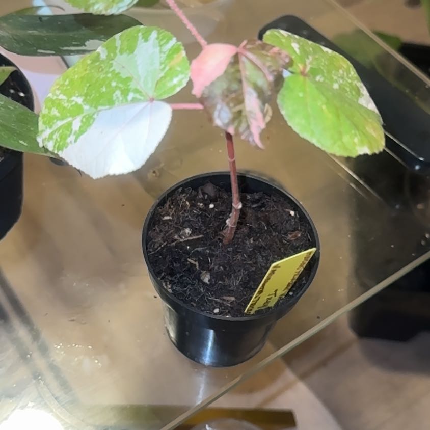 Photo of the plant species Hibiscus tiliaceus 'Tricolor' by @PapisPlantProps named Tilly on Greg, the plant care app