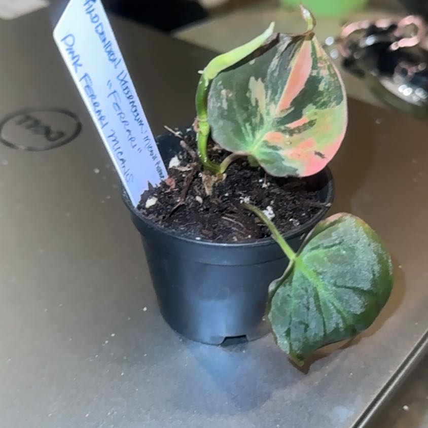 Photo of the plant species Variegated philodendron Pink micans by @PapisPlantProps named Ferrari on Greg, the plant care app