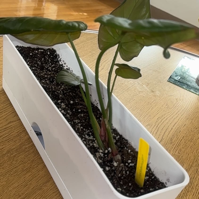 Photo of the plant species Philodendron 'Summer Glory' by @PapisPlantProps named Morningstar on Greg, the plant care app
