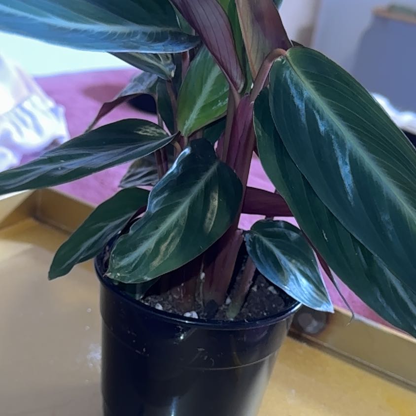 Photo of the plant species Magic Star calathea by @PapisPlantProps named Ginger on Greg, the plant care app