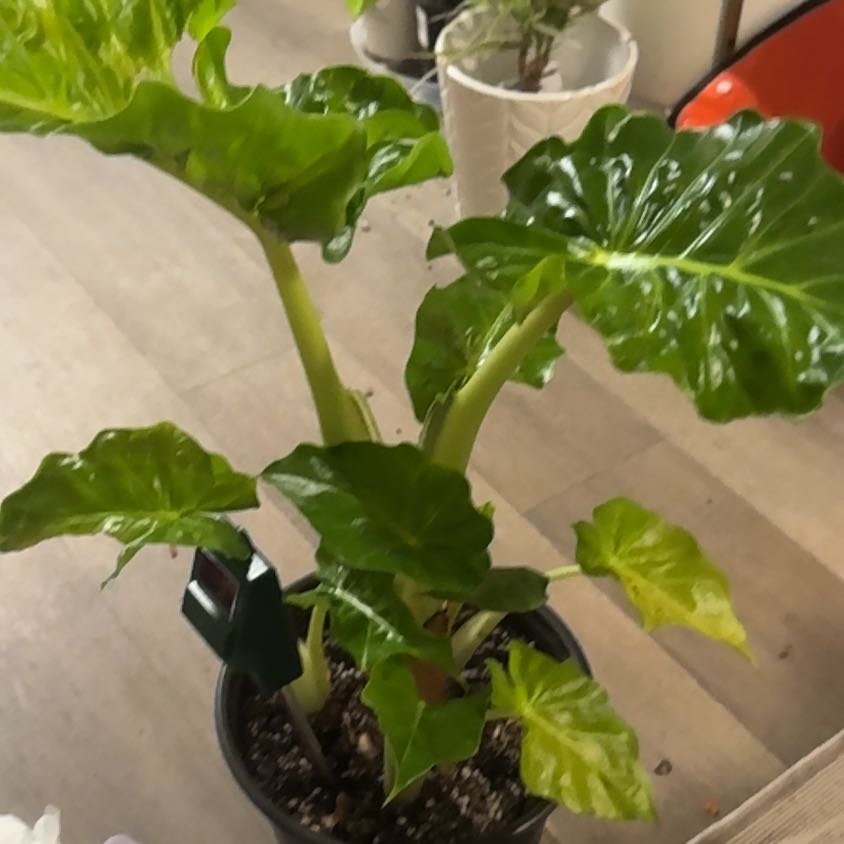 Photo of the plant species Alocasia 'Low Rider' by @PapisPlantProps named Oscar on Greg, the plant care app