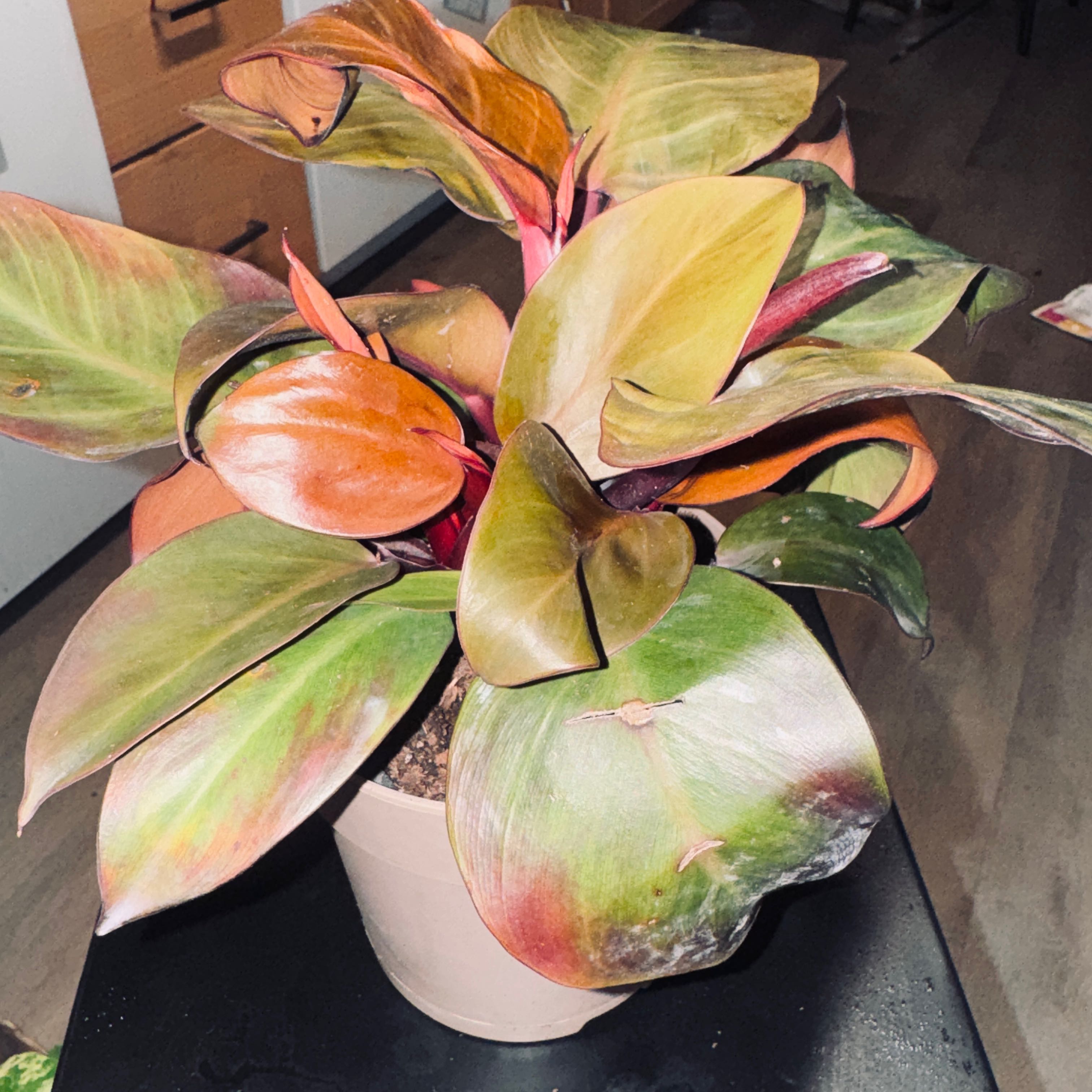 Photo of the plant species Philodendron 'Imperial Red' by @PapisPlantProps named Regal on Greg, the plant care app