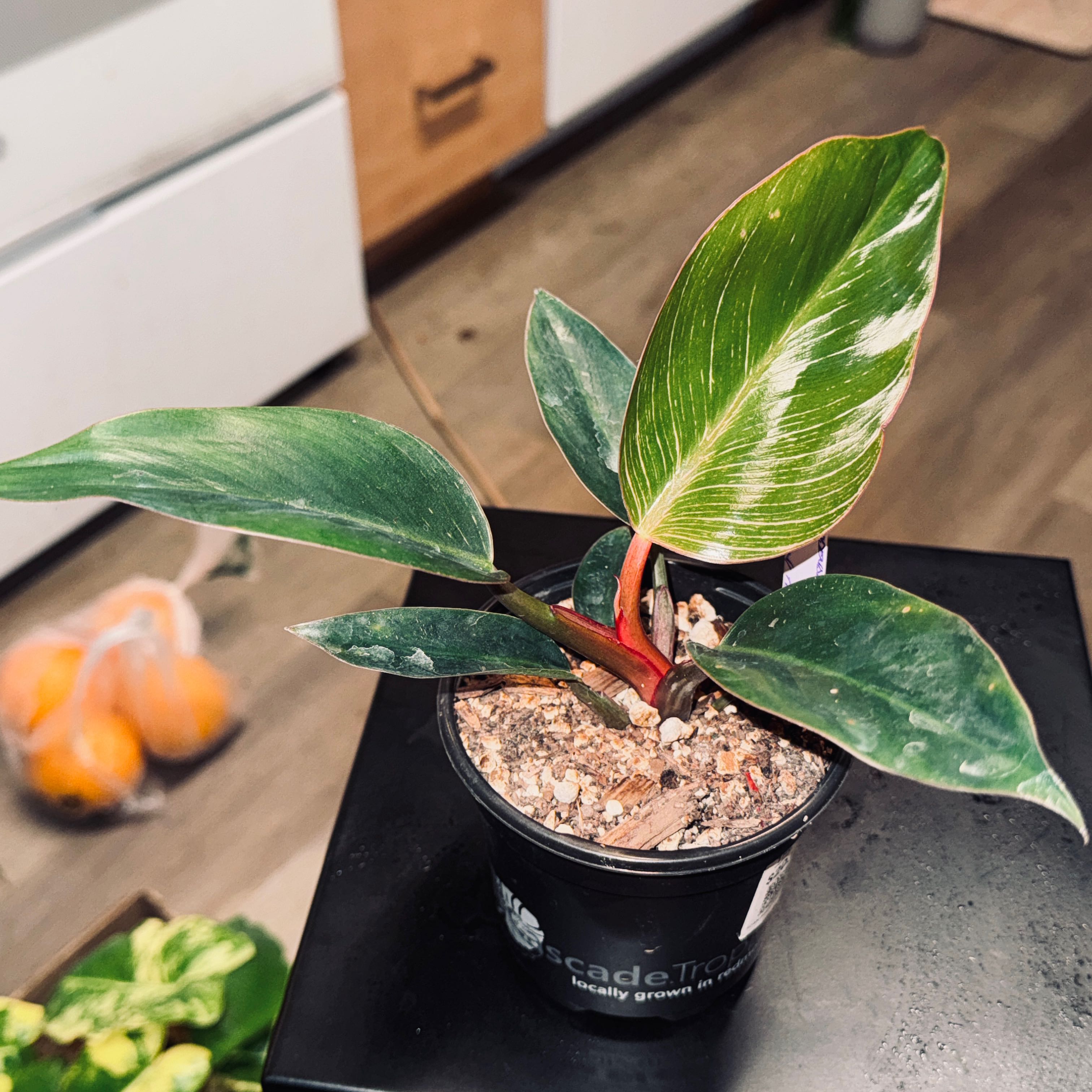 Photo of the plant species Pink Birkin Philodendron by @PapisPlantProps named Cardi on Greg, the plant care app