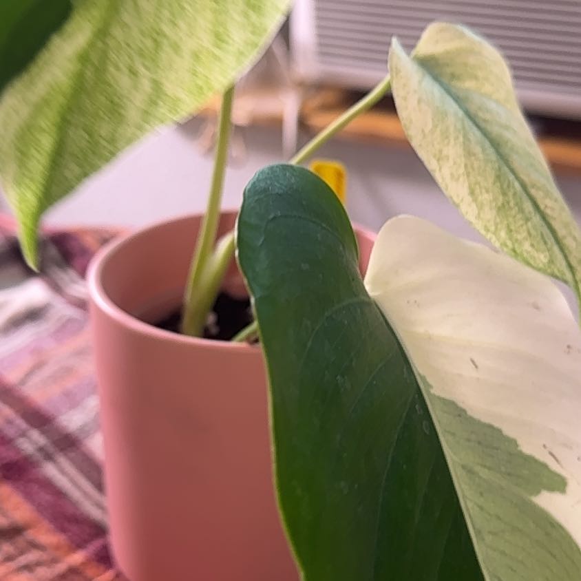 Photo of the plant species Monstera 'Mint' by @PapisPlantProps named Olive on Greg, the plant care app