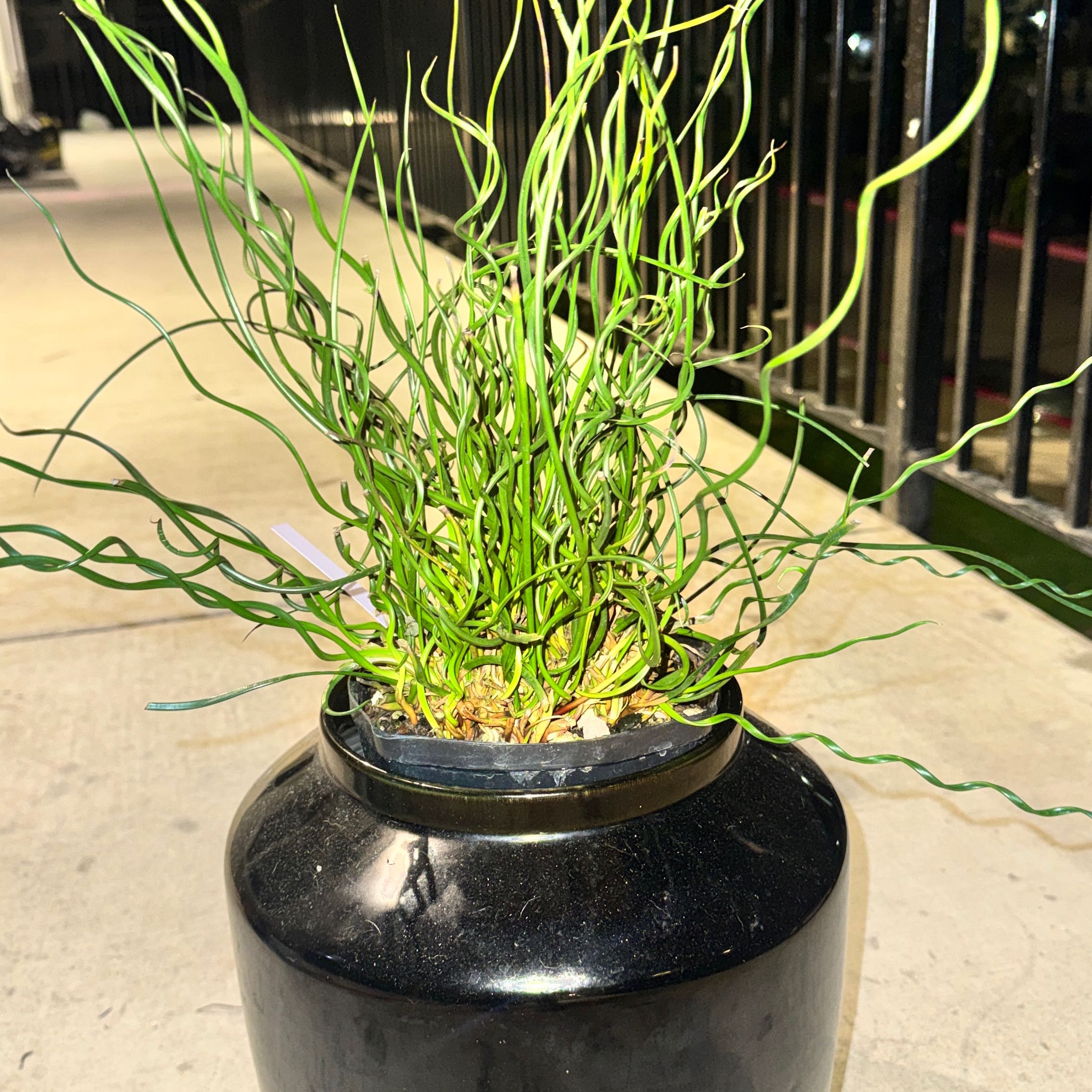 Photo of the plant species Corkscrew Rush by @PapisPlantProps named Medusa on Greg, the plant care app
