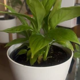 Photo of the plant species Peace Lily by @PapisPlantProps named Soleil on Greg, the plant care app