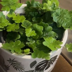 Photo of the plant species Doryopteris by @PapisPlantProps named Dory on Greg, the plant care app