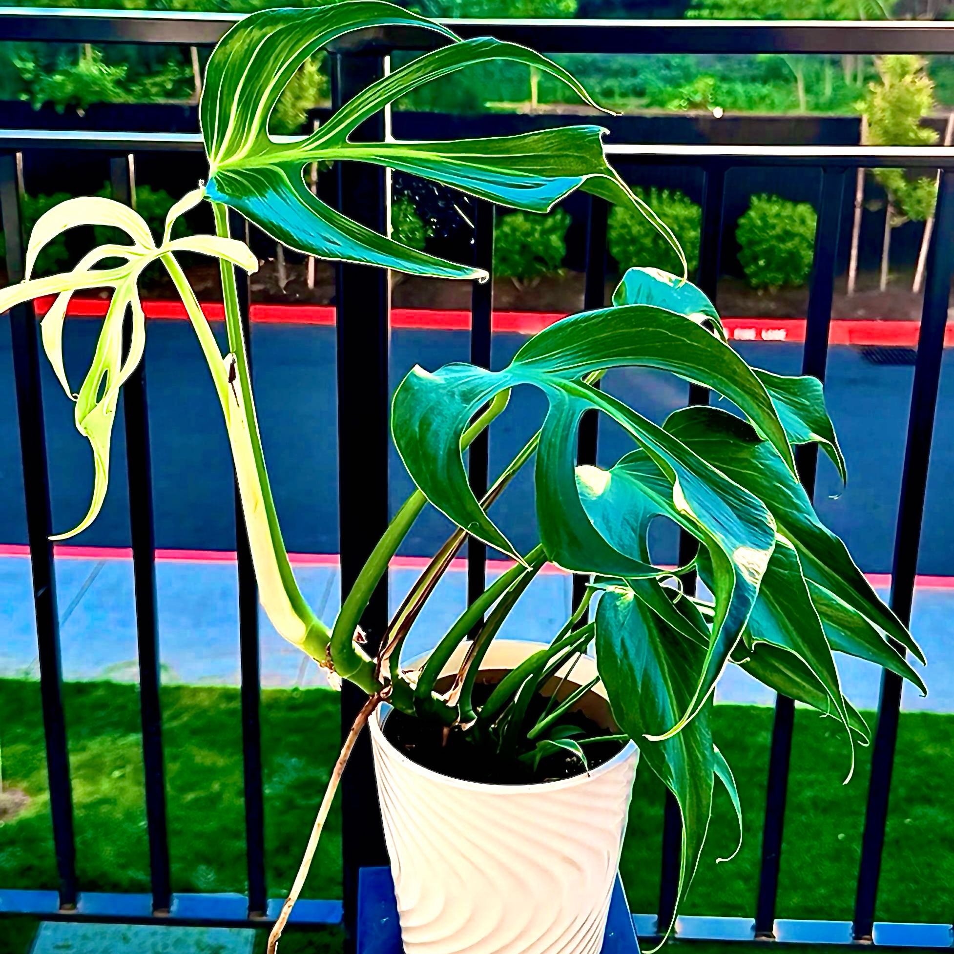 Photo of the plant species Monstera 'Burle Marx Flame' by @PapisPlantProps named Phoenix on Greg, the plant care app